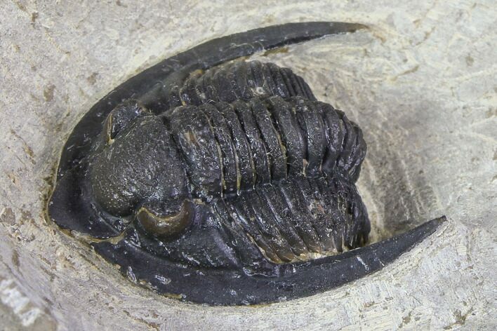Diademaproetus Trilobite - Foum Zguid, Morocco #85957